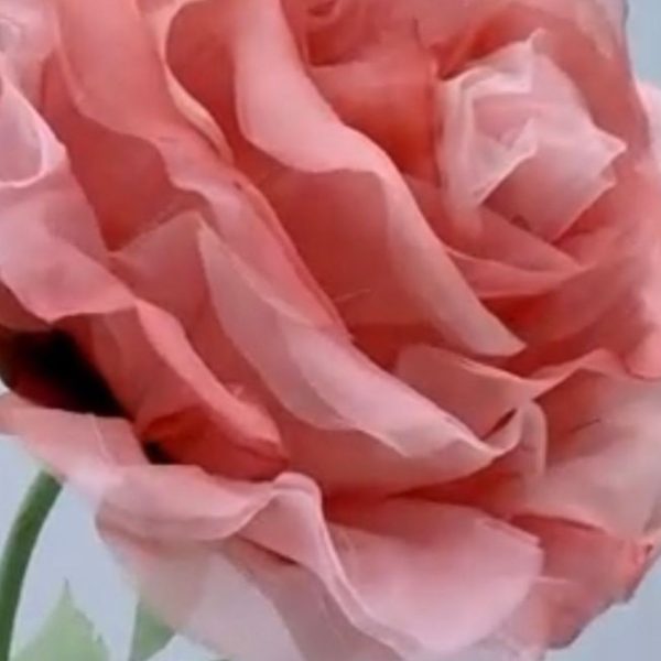ROSE geante
