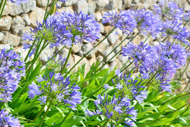 L'agapanthe