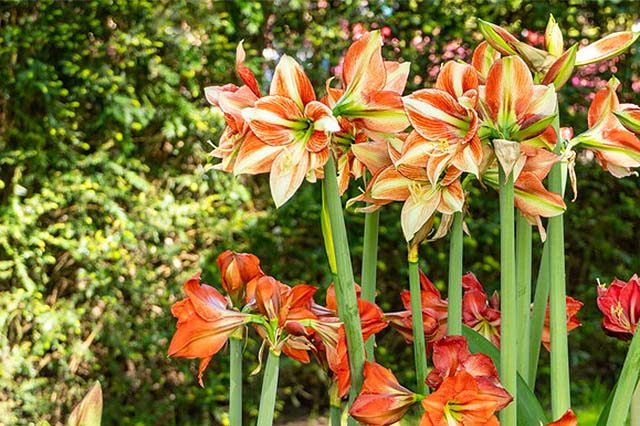 L'amaryllis