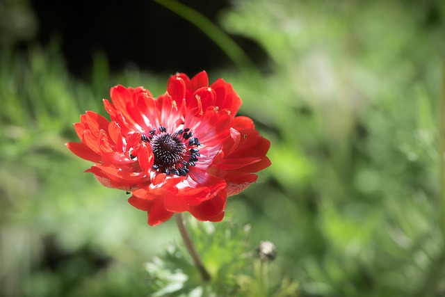 L'anémone Fleur de printemps