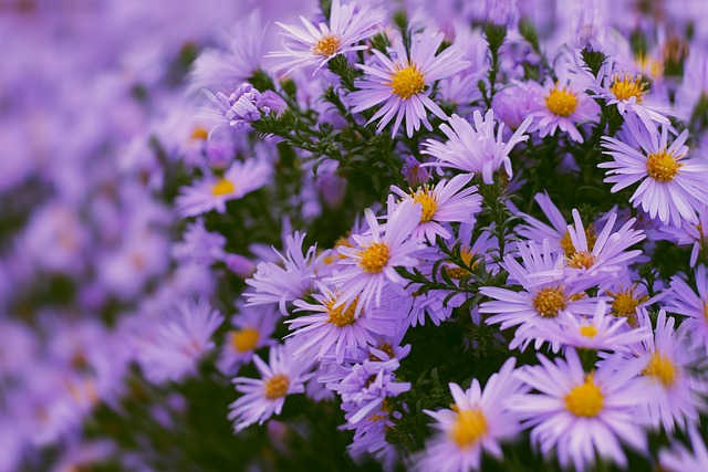 L'aster