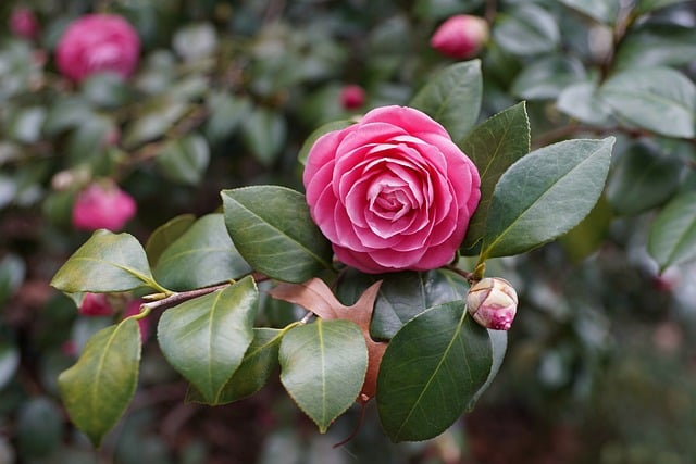 Le camélia, fleurs de printemps
