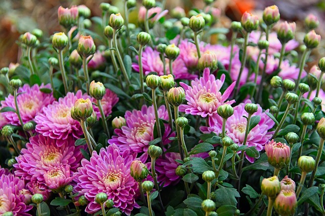 Le Chrysantheme