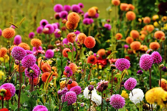 La Dahlia une fleur d'été