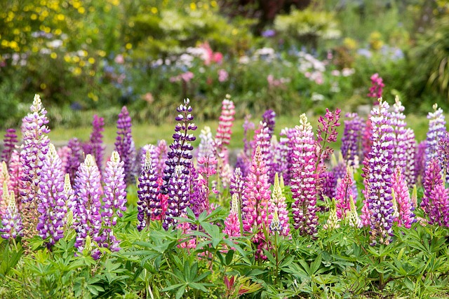 Le Delphinium