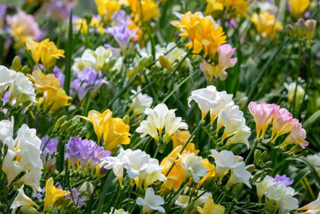 Freesia