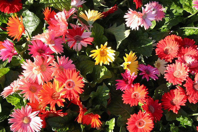 Gerbera
