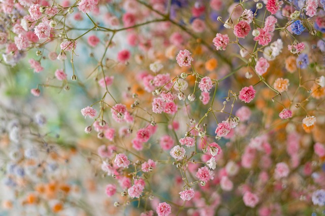 Le gypsophile une fleur de printemps
