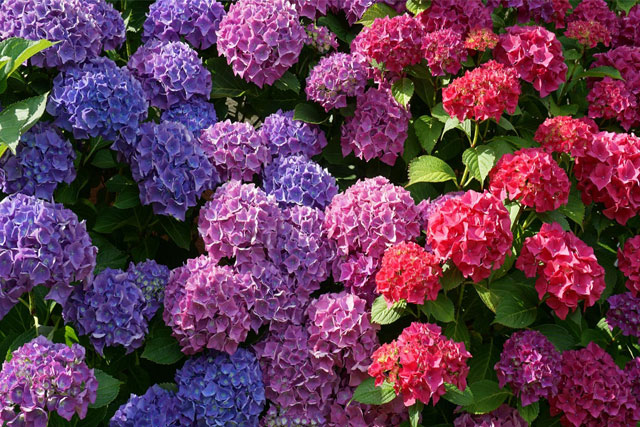 Hortensia