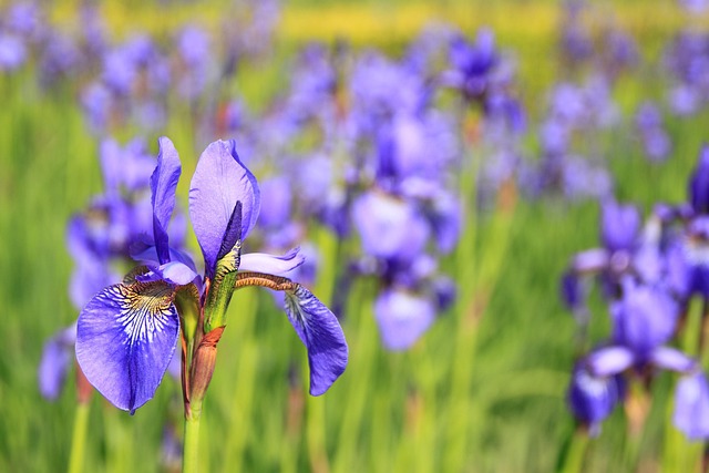 L'iris, une fleur de printemps