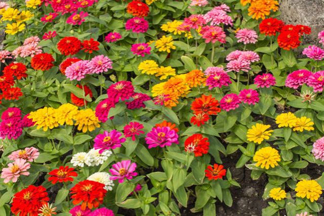 Le Zinnia
