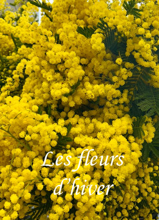 Les fleurs de l'Hiver