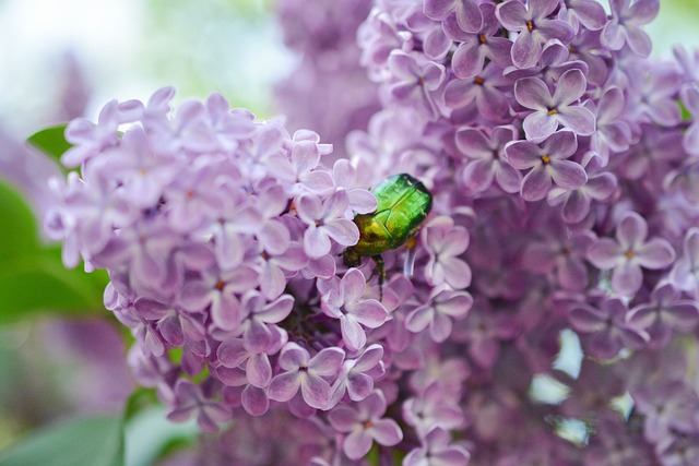 Le Lilas une fleur de printemps