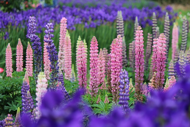 Le Lupin