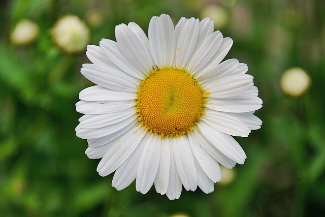 La Marguerite