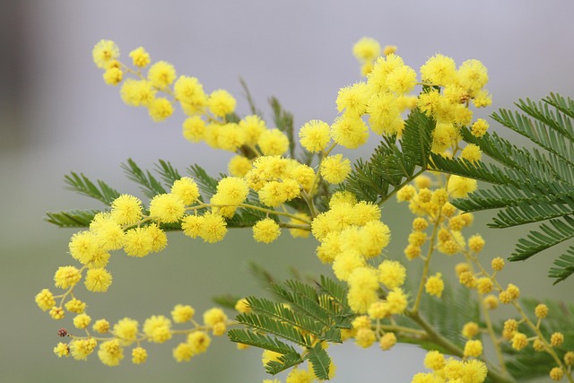 Le Mimosa