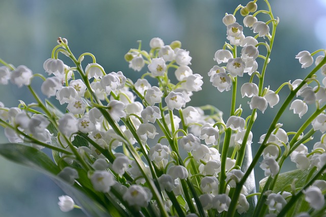 Le Muguet une fleur du printemps