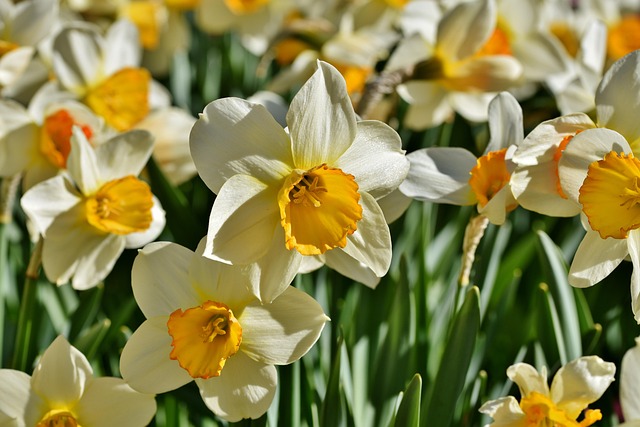 Le Narcisse une fleur de printemps