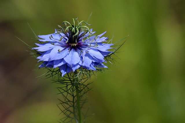 La Nigelle