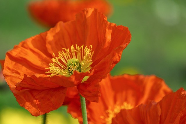 Le Pavot une fleur de printemps