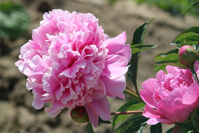 La pivoine une fleur de printemps