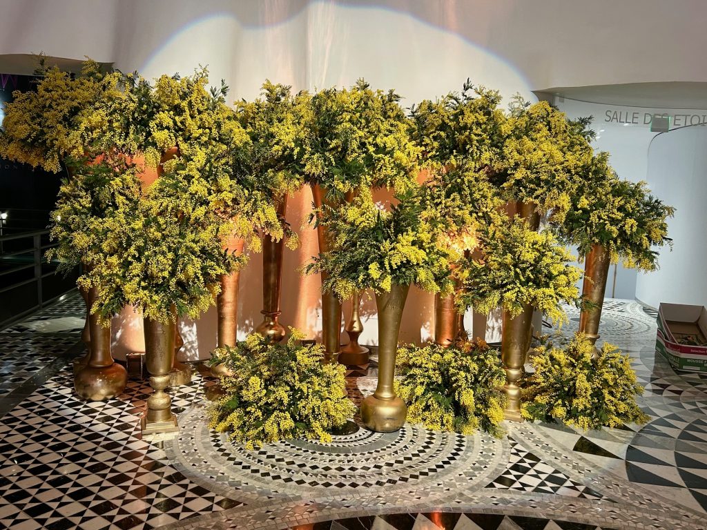 photocall mimosa