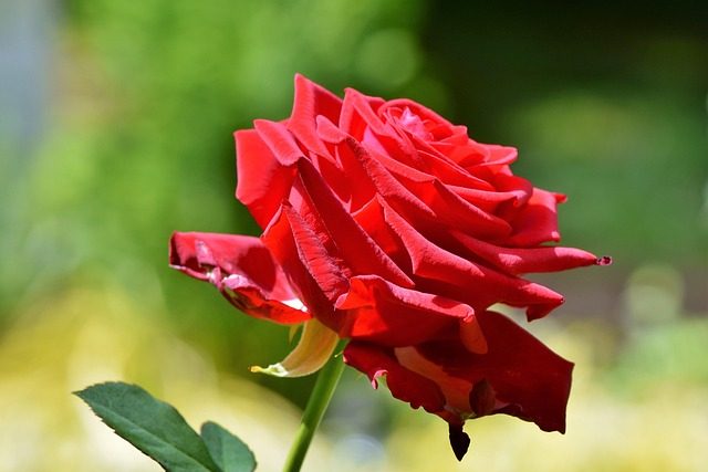 La Rose une fleur de printemps