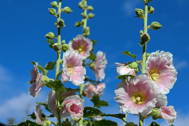 La Rose Trémière