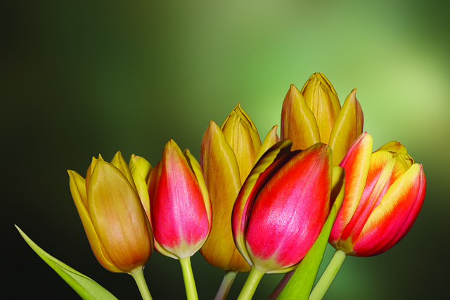 La tulipe une fleur de printemps