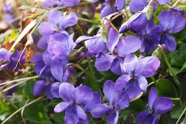 La violette une fleur de printemps