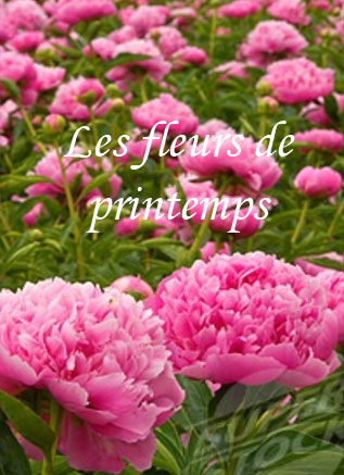 Les fleurs de printemps