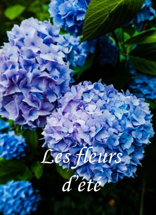 Les fleurs d'été