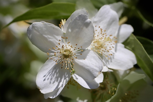 Le jasmin